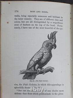 Rare Antique Old Book Boys & Birds 1880 Illustrated Naturalist Animal Nature