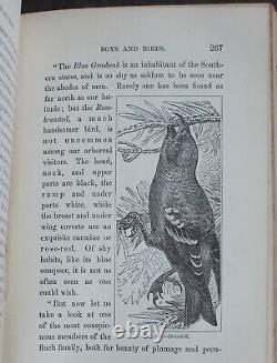 Rare Antique Old Book Boys & Birds 1880 Illustrated Naturalist Animal Nature