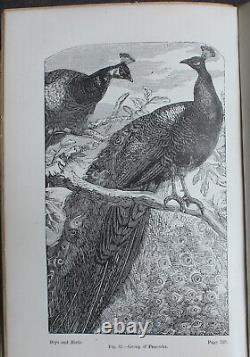 Rare Antique Old Book Boys & Birds 1880 Illustrated Naturalist Animal Nature