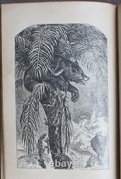 Rare Antique Old Book The Grand Bear Hunt 1859 Illustrated Polar Sun Sloth +