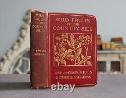 Rare Antique Old Book Wild Fruits Countryside 1907 Illustrated Nature Plants