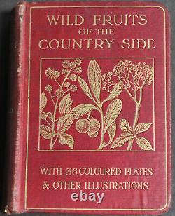 Rare Antique Old Book Wild Fruits Countryside 1907 Illustrated Nature Plants