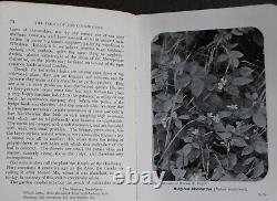 Rare Antique Old Book Wild Fruits Countryside 1907 Illustrated Nature Plants