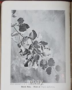 Rare Antique Old Book Wild Fruits Countryside 1907 Illustrated Nature Plants