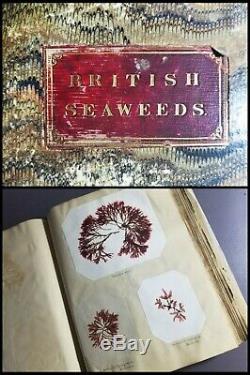 Superb Rare Huge Antique Mid-19thC British Seaweed Specimen Album & Herbarium