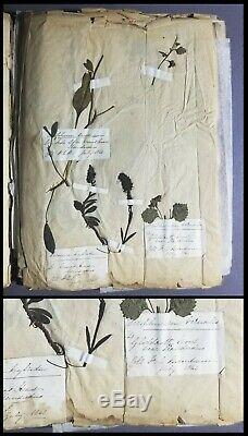 Superb Rare Huge Antique Mid-19thC British Seaweed Specimen Album & Herbarium