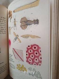 The Microscope By Mrs Mary Ward Illustrated Antique Circa 1870 Very Rare Book